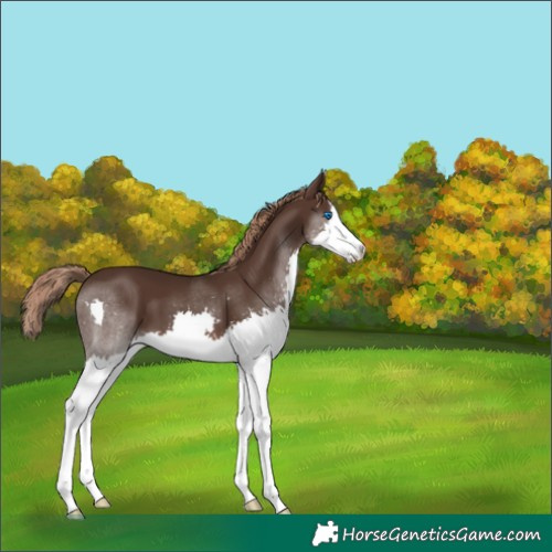 Horse Color:Liver Chestnut Splash 