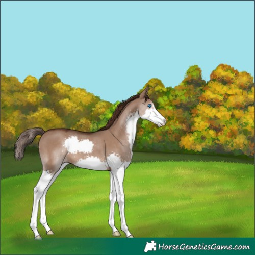 Horse Color:Liver Red Dun Splash 