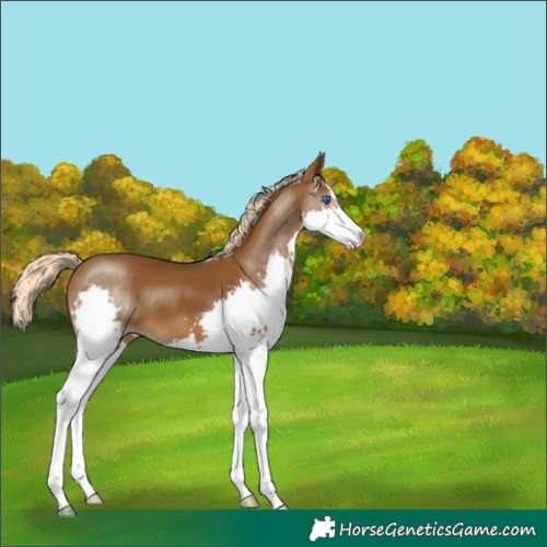 Horse Color:Chocolate Palomino Splash 