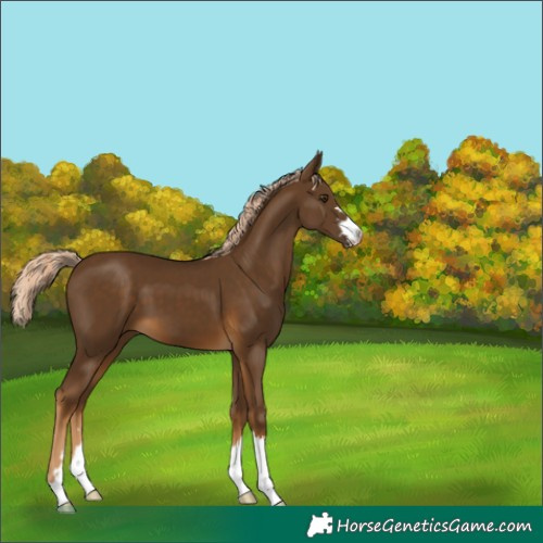 Horse Color:Chocolate Palomino 