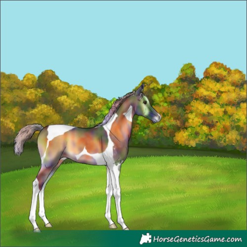 Horse Color:Nacre Chocolate Palomino Onyx Tobiano 