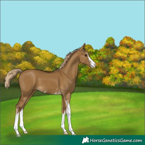 Horse Color:Chocolate Palomino Dun Sabino 