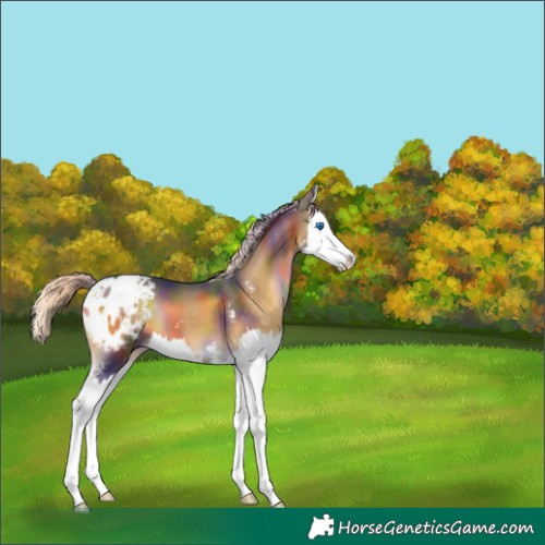 Horse Color:Nacre Chocolate Palomino Onyx Sabino Splash Varnish 