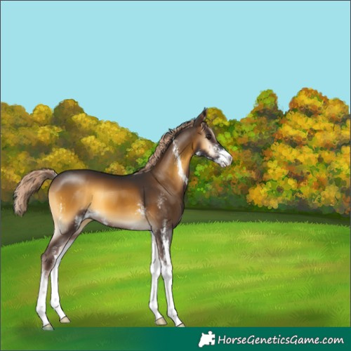 Horse Color:Chocolate Palomino Onyx Sabino 