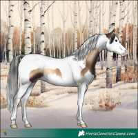 Horse Color:Liver Red Onyx Splash Tobiano Appaloosa 