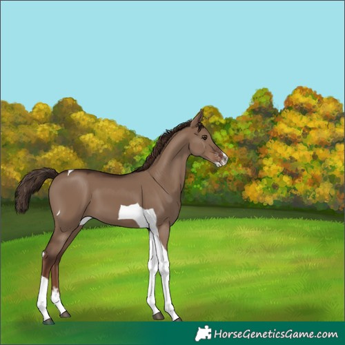 Horse Color:Liver Red Dun Sabino Tobiano 
