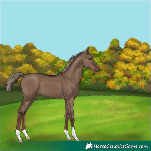 Horse Color:Liver Red Dun 