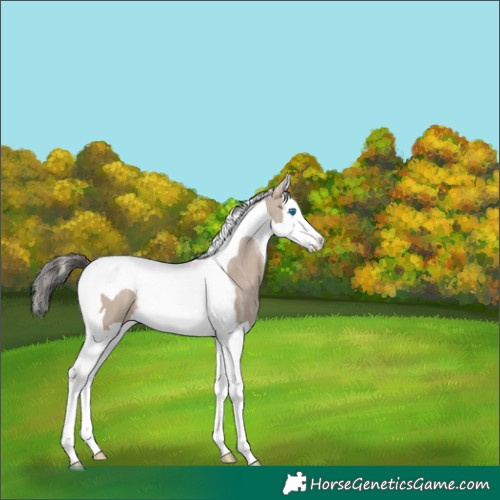 Horse Color:Liver Red Dun Ice Splash Tobiano 