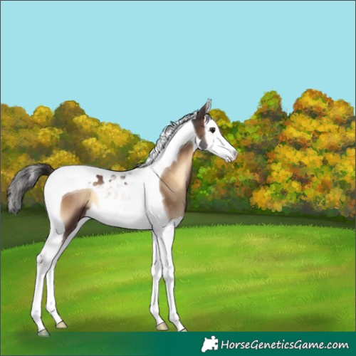Horse Color:Liver Red Onyx Splash Tobiano 