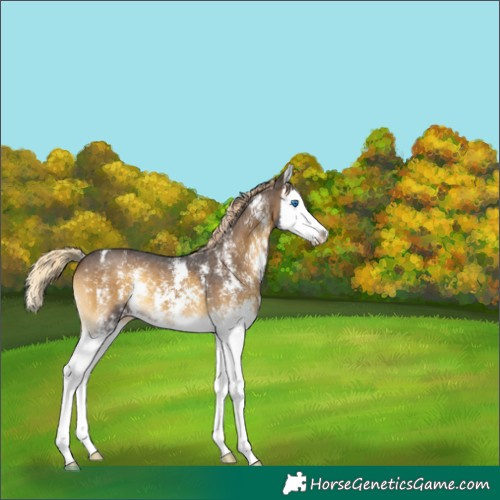 Horse Color:Chocolate Palomino Onyx Sabino Splash 
