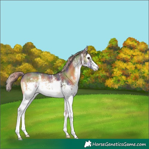 Horse Color:Nacre White Spotted Chocolate Palomino Onyx Sabino 