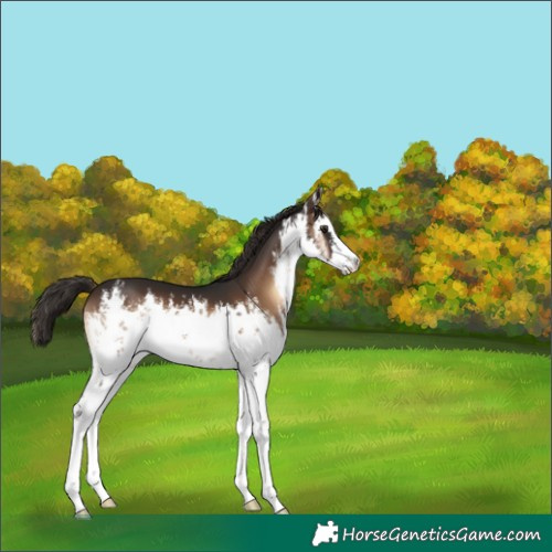 Horse Color:White Spotted Liver Red Onyx 