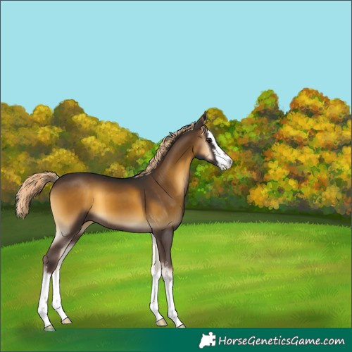 Horse Color:White Spotted Chocolate Palomino Onyx 
