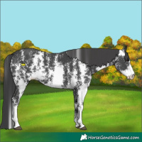 Horse Color:Black Sabino Rabicano 
