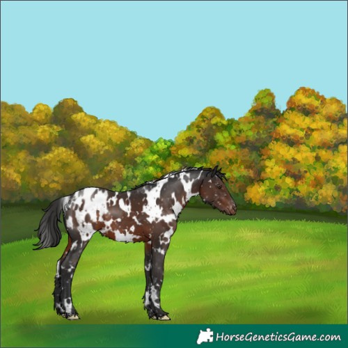 Horse Color:White Spotted Liver Chestnut Appaloosa 