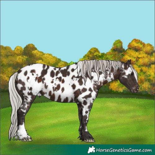 Horse Color:White Spotted Silver Brown Near Leopard 