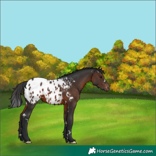 Horse Color:White Spotted Brown Appaloosa 