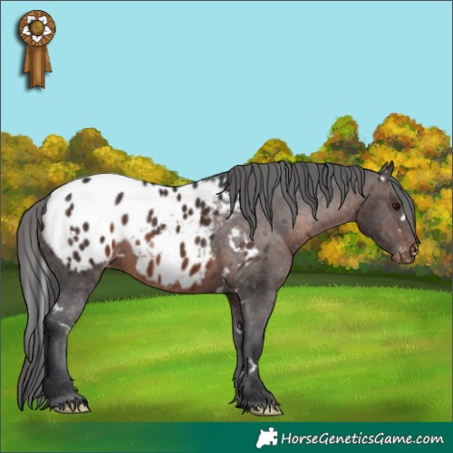 Horse Color:White Spotted Brown Blanket 