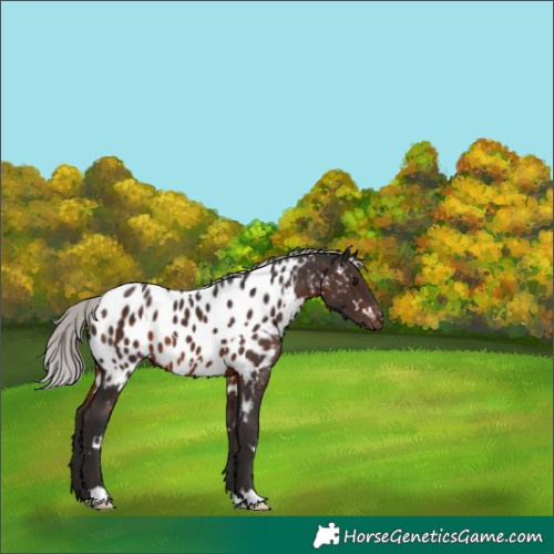 Horse Color:White Spotted Silver Brown Appaloosa 