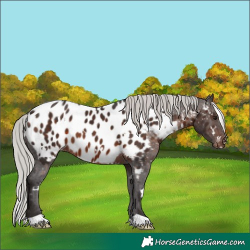 Horse Color:White Spotted Silver Brown Near Leopard 