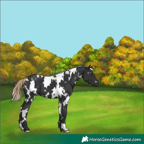Horse Color:White Spotted Liver Chestnut 