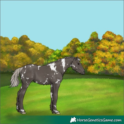 Horse Color:White Spotted Silver Black 
