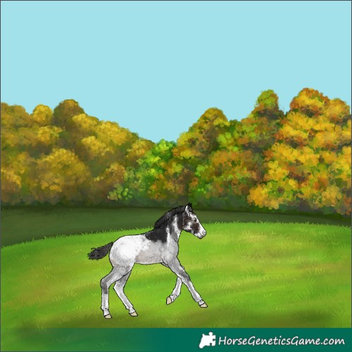Horse Color:Gray Brown Sabino Appaloosa 