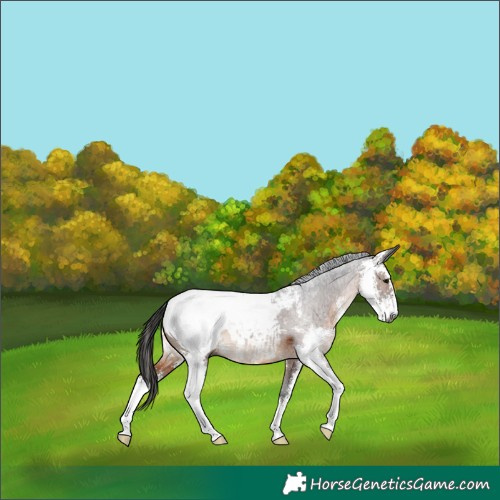 Horse Color:Gray Bay Sabino Appaloosa 