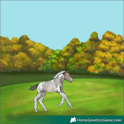 Horse Color:Gray Buckskin Tobiano Appaloosa 