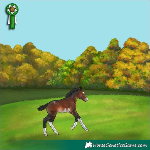 Horse Color:Brown Appaloosa 