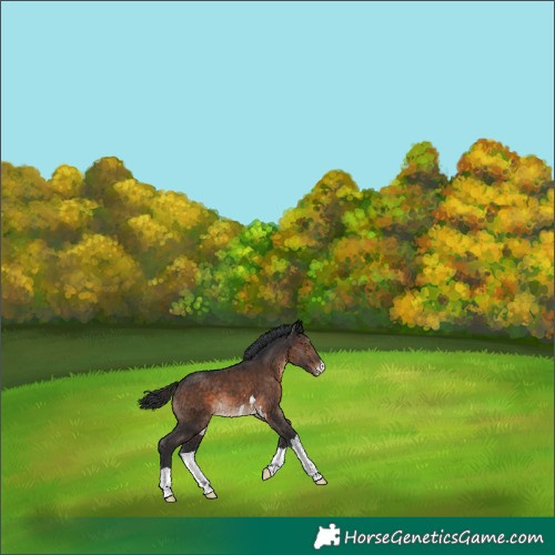 Horse Color:Brown Appaloosa 