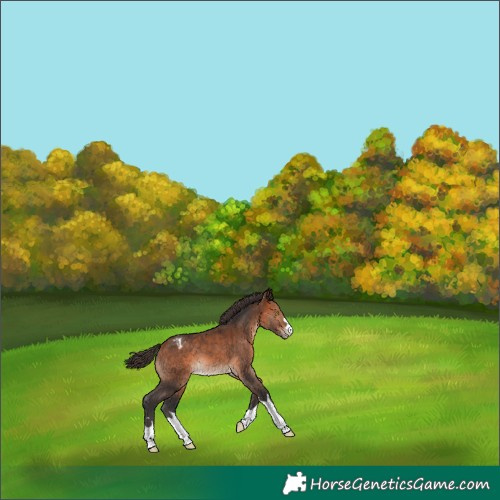 Horse Color:Bay Appaloosa 