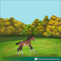 Horse Color:Bay Appaloosa 