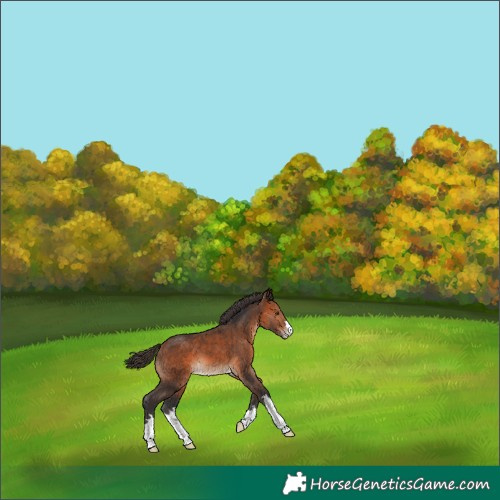 Horse Color:Bay Appaloosa 