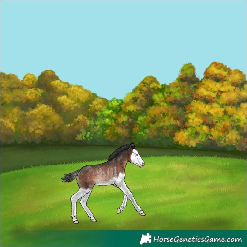 Horse Color:Brown Splash Snowcap Rabicano 