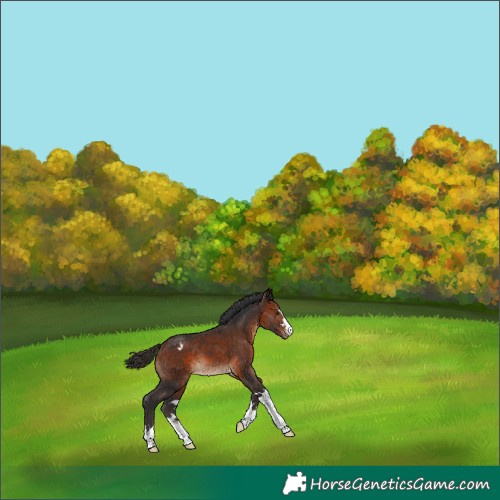Horse Color:Bay Appaloosa 