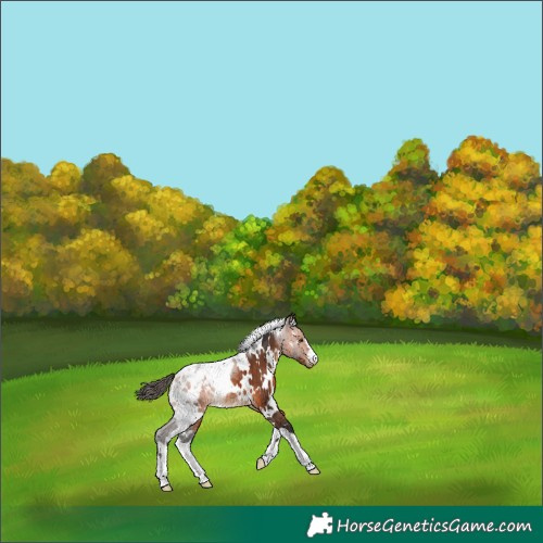 Horse Color:White Spotted Bay Appaloosa 