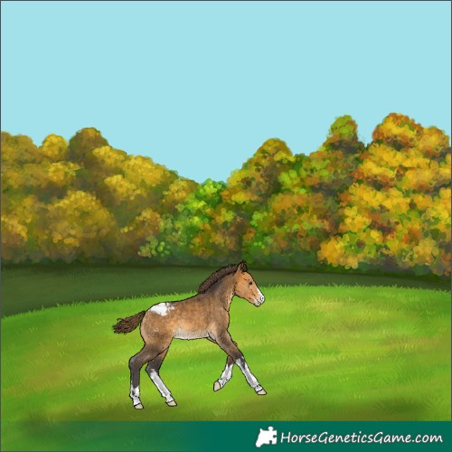 Horse Color:Buckskin Snowcap 