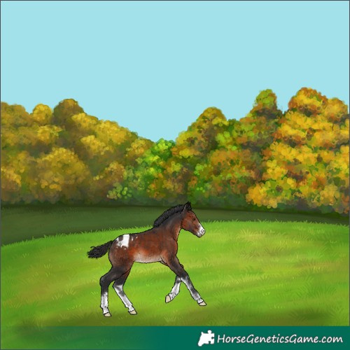 Horse Color:Brown Appaloosa 