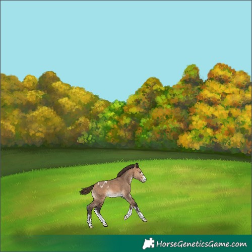 Horse Color:Bay Dun Appaloosa 