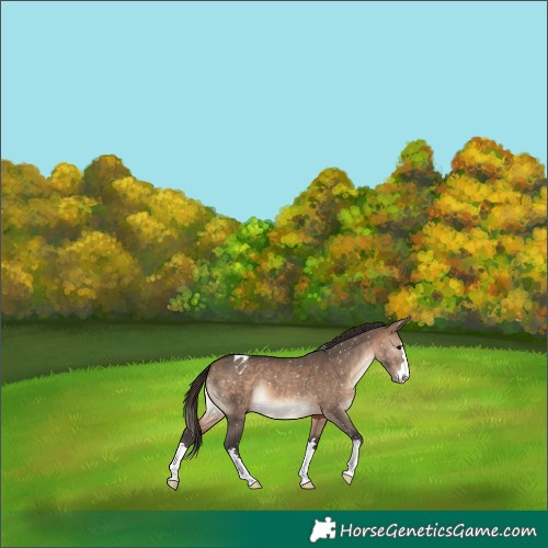 Horse Color:Brown Dun Appaloosa 