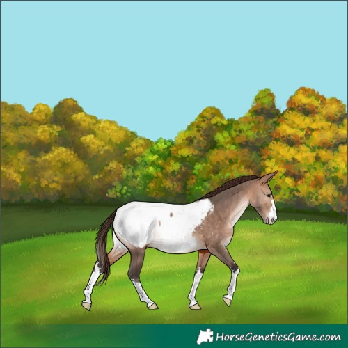 Horse Color:Bay Dun Appaloosa
