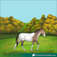 Horse Color:Bay Dun Near Fewspot 