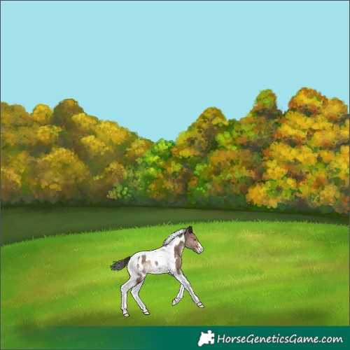 Horse Color:Bay Dun Tobiano Near Leopard