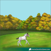 Horse Color:Bay Dun Tobiano Near Leopard 