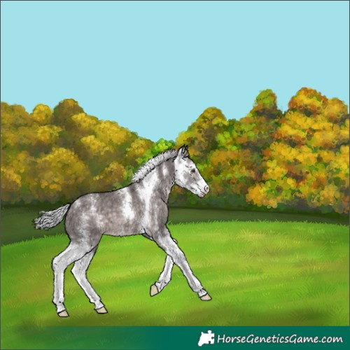 Horse Color:Platinum Silver Brown Dun Sabino 