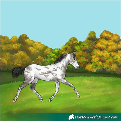Horse Color:White Spotted Grullo Frame 