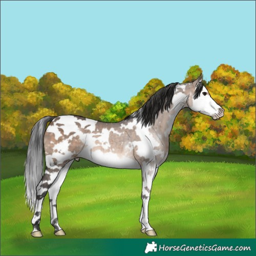 Horse Color:White Spotted Brown Dun Splash Rabicano 
