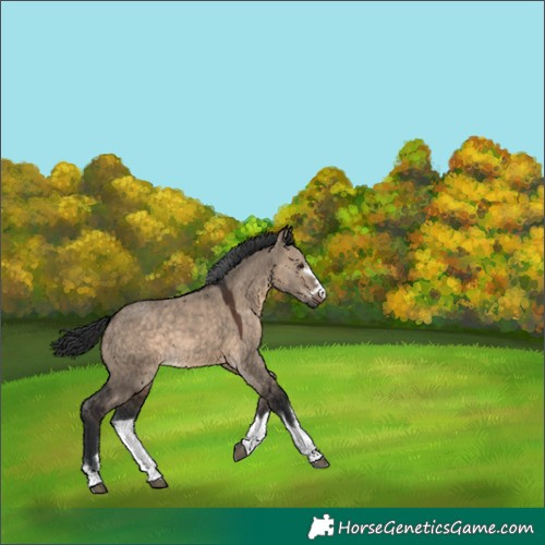Horse Color:Brown Dun 