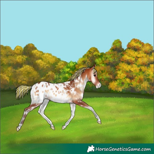 Horse Color:Painted White Spotted Silver Bay Onyx Appaloosa 